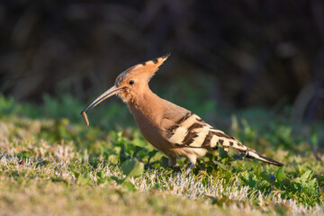 Rare close up of Hoopoe bird eating caterpillar