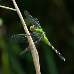 Female Eastern Pondhawk Dragonfly in Acushnet River Reserve, Massachusetts