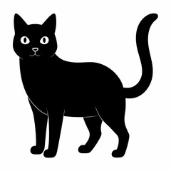 black and white cat