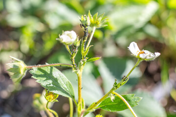 Colony of black aphids and ants on the stems of flowering strawberries. Prevention and control of insect parasites