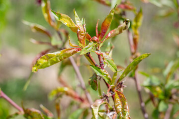 Peach tree leaf curl, young leaf curling. Tree disease and methods of prevention and treatment