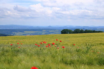 red poppies blooming at a field in Saxony, Germany