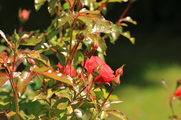 red roses blooming in the garden