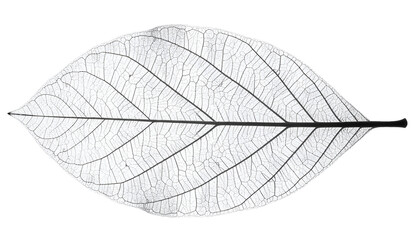 Obraz premium realistic macro photograph of a delicate transparent skeleton leaf showing fine veins, isolated on white background 