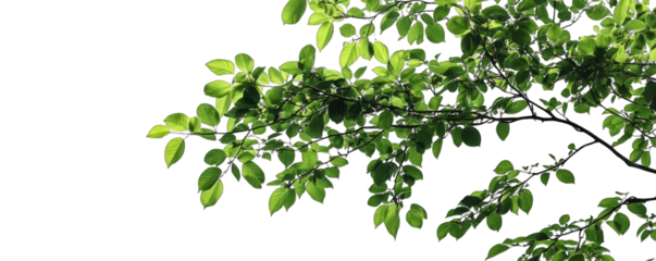 Lush green leaves glistening in sunlight. showcasing natures beauty against a clear background. ideal for environmental themes or botanical illustrations