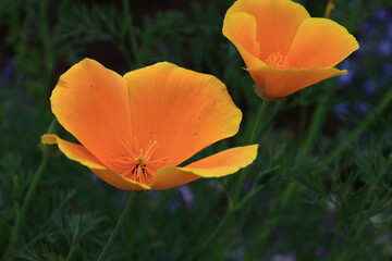 一面の花畑