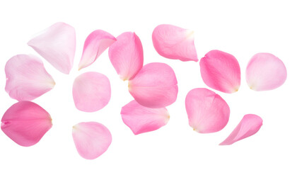 pink rose petals scattered and floating on isolated background in soft romantic floral concept
