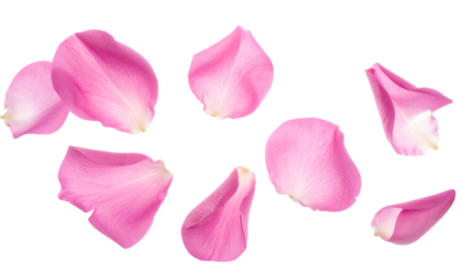 scattered pink rose petals floating naturally on isolated background in romantic floral composition
