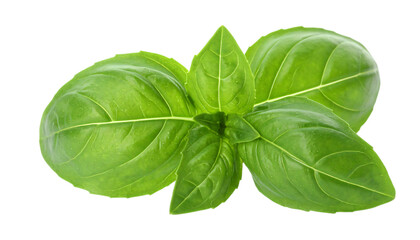 Fototapeta premium A stack of five fresh sweet basil leaves is displayed against a white backdrop or in PNG format.