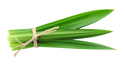 Several fresh pandan leaves tied together with twine, on a white or PNG background.