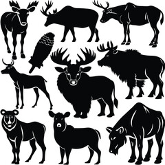 wild animals collection