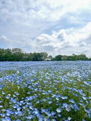 青空とネモフィラ