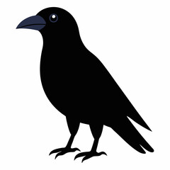 crow on a white background