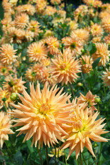 Semi-cactus Dahlias Indian yellow color