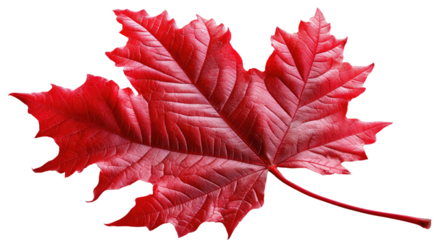 Vibrant Maple Leaf: A close-up shot of a brilliant red maple leaf showcasing intricate details and textures, a symbol of autumn's splendor.