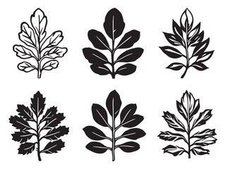 Acacia Tree Delicate Line Art Design for Creative Projects