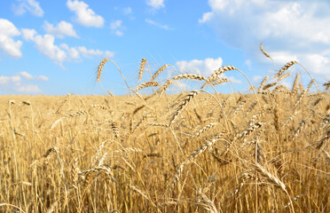 A close up of a field of golden wheat under a blue sky