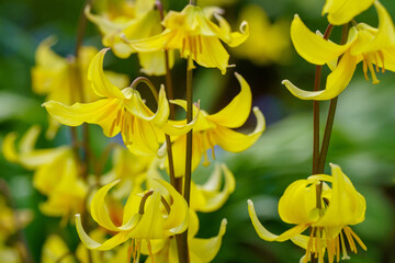 Elegant trout lilies in full bloom, intricate petals glowing under bright sunlight.
