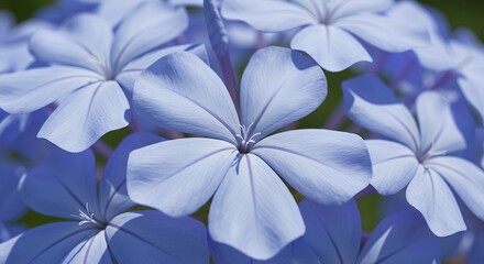 Close-up of Light Blue Flowers Blooming in Summer