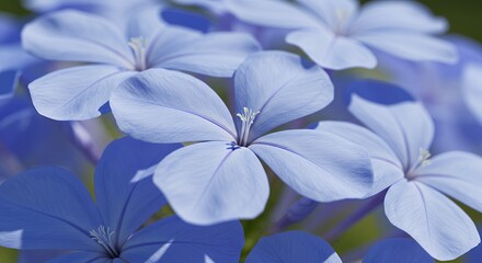 Blooming Light Blue Flowers Close-Up Delicate Floral Detail