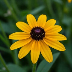 Obraz premium Black-eyed Susan flower