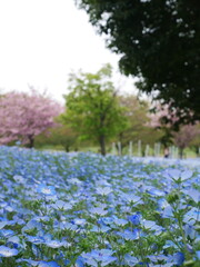 桜とネモフィラ