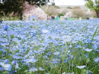 ネモフィラと桜