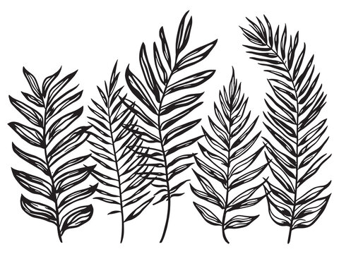 areca palm tropical plant line art vector illustration