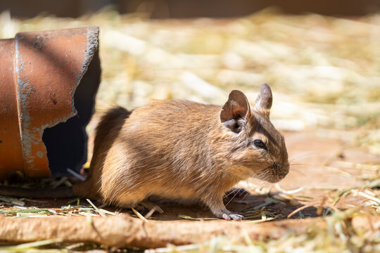 Close up portrait of a common degu. Common Degu (Octodon degus), native of Chile. Degu also known as a bushy tail rat.