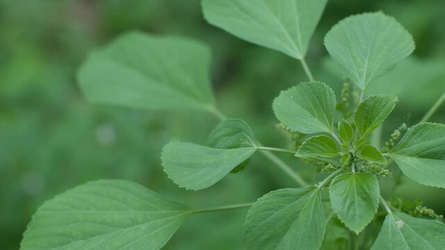 Acalypha indica or Indian acalypha also know as Indian Mercury or Indian Nettle. It is known for its medicinal use and the attraction of its root to domestic cats similar properties to catnip. 