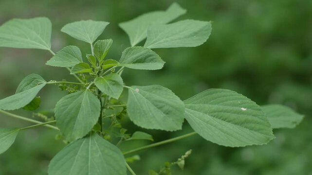 Acalypha indica or Indian acalypha also know as Indian Mercury or Indian Nettle. It is known for its medicinal use and the attraction of its root to domestic cats similar properties to catnip. 