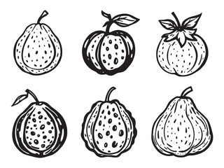 Bael Fruit line art icon creative hand drawn image