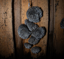 Several empty wasp nests are attached to a wooden surface in the attic, showing the complex...