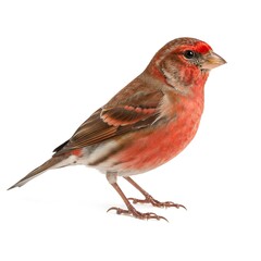 Common Redpoll Bird Wildlife Photography