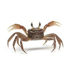 Closeup of a Small Brown Crab on White Background