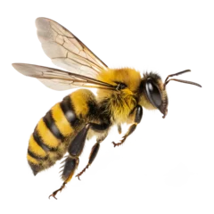  bee on white background © REHENA
