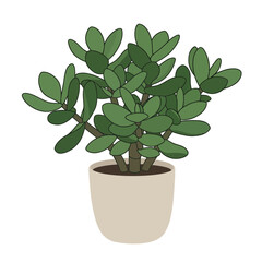 Simple vector illustration of a crassula ovata (jade plant) in a minimal round pot on white background, concept for interior design and home decor