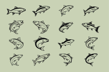 salmon fish vector design, labeled line art silhouette illustration.