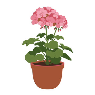 Simple vector illustration of a geranium plant with pink flowers in a terracotta pot on a white background, concept for interior design and gardening projects