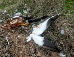 A ground predator gnawed the carcass of a dead duck. Shelduck. It's probably a fox's prey plus crow.