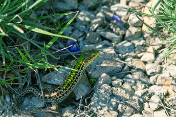 Crimean lizard (Podarcis tauricus tauricus, male). Feodosiya low-mountain phrygana shrub-steppe landscape. Crimean Mountains