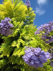 Jacaranda in flower