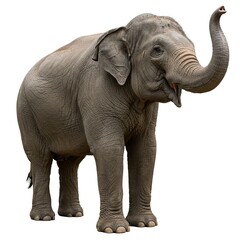 Obraz premium Asian Elephant Standing Trunk Up Wildlife Photo