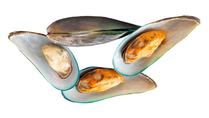 Top view of four cooked or steamed green mussels in stack isolated with clipping path in png file...