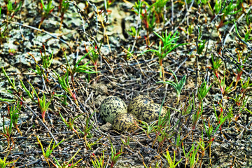Obraz premium The Lapwing (Vanellus vanellus) nest is made of alkali grass dry stems. Arid salty steppe with Salsola, flat island. Seaside lagoon, north of the Black Sea.