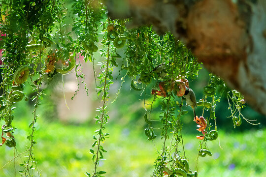 Imlee (Tamarindus indica, Pithecellobium dulce) evergreen tree with legumes, and White-cheeked bulbul (Pycnonotus leucotis mesopotamia) feeds with sweet fruits. Aby Dhabi