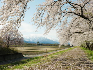 日本アルプスと満開の桜