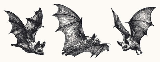 bats in flight set collection hand drawn sketch illustration different flying poses dynamic movement nocturnal creatures line art detailed card design vector element