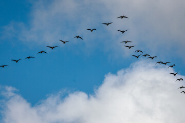 A flock of birds in a V-shape, soaring across a partly cloudy sky, symbolizing teamwork and seasonal migration.