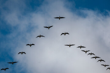 A flock of birds in a V-shape, soaring across a partly cloudy sky, symbolizing teamwork and seasonal migration.